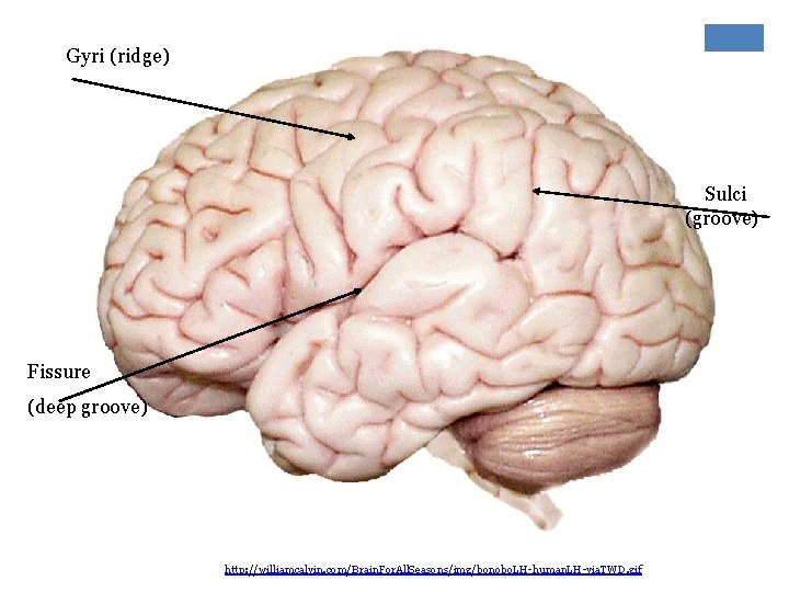Gyri (ridge) Sulci (groove) Fissure (deep groove) http: //williamcalvin. com/Brain. For. All. Seasons/img/bonobo. LH-human.