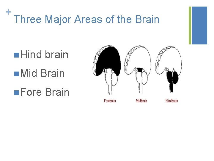 + Three Major Areas of the Brain n. Hind brain n. Mid Brain n.