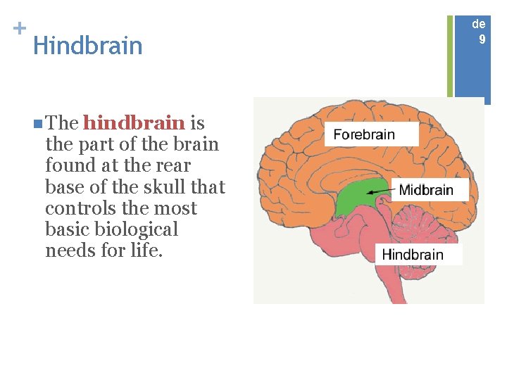 + Hindbrain n The hindbrain is the part of the brain found at the