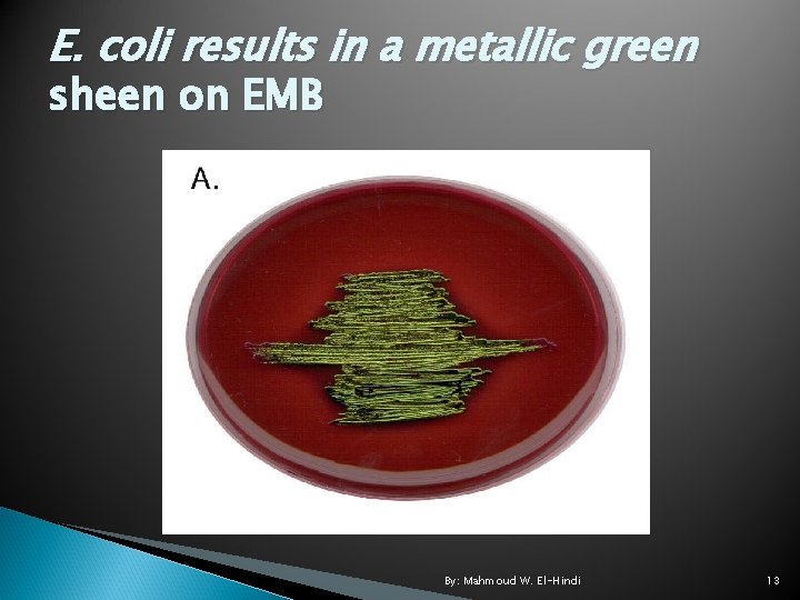 E. coli results in a metallic green sheen on EMB By: Mahmoud W. El-Hindi