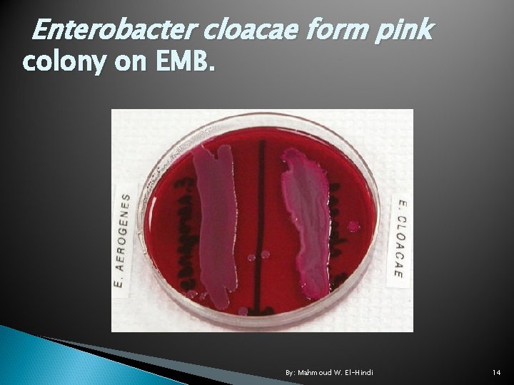 Enterobacter cloacae form pink colony on EMB. By: Mahmoud W. El-Hindi 14 