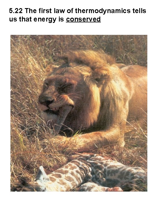 5. 22 The first law of thermodynamics tells us that energy is conserved 