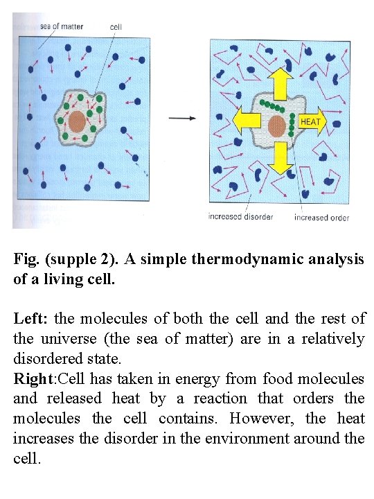 Fig. (supple 2). A simple thermodynamic analysis of a living cell. Left: the molecules