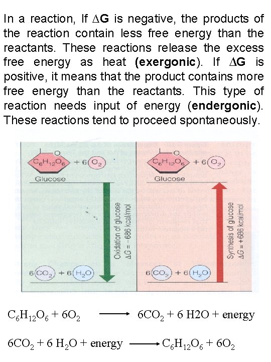 In a reaction, If ∆G is negative, the products of the reaction contain less
