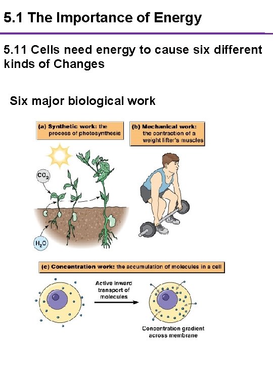 5. 1 The Importance of Energy 5. 11 Cells need energy to cause six