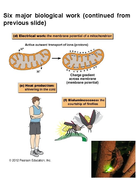 Six major biological work (continued from previous slide) 