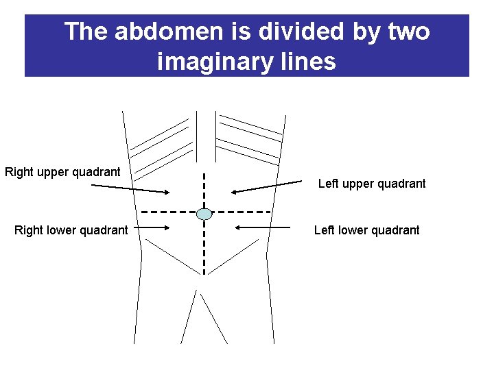 The abdomen is divided by two imaginary lines Right upper quadrant Right lower quadrant