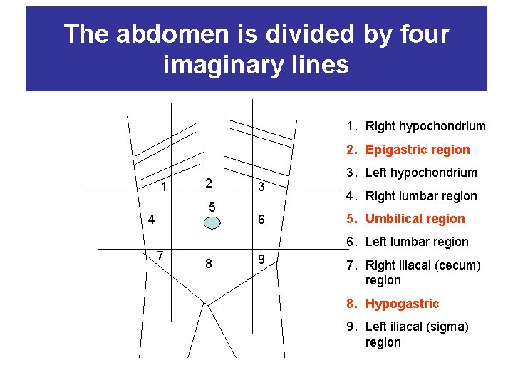 The abdomen is divided by four imaginary lines 1. Right hypochondrium 2. Epigastric region