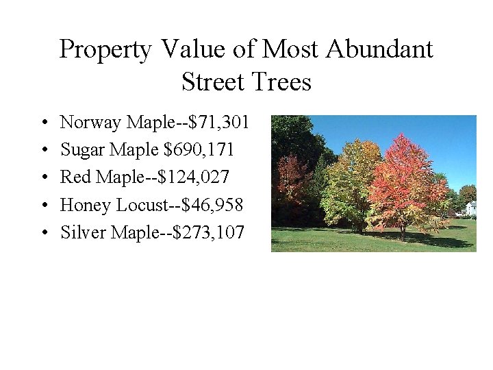 Property Value of Most Abundant Street Trees • • • Norway Maple--$71, 301 Sugar