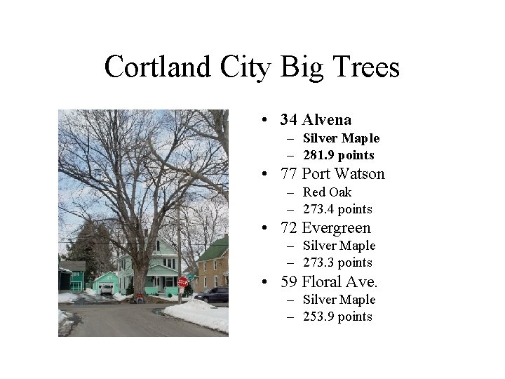 Cortland City Big Trees • 34 Alvena – Silver Maple – 281. 9 points