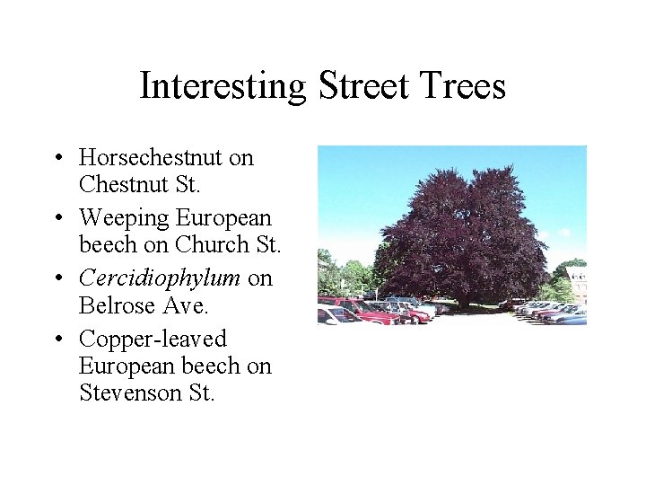 Interesting Street Trees • Horsechestnut on Chestnut St. • Weeping European beech on Church