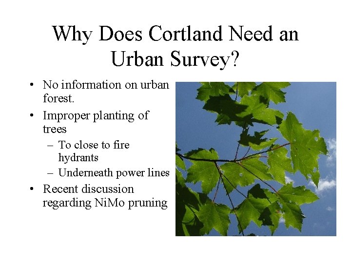 Why Does Cortland Need an Urban Survey? • No information on urban forest. •