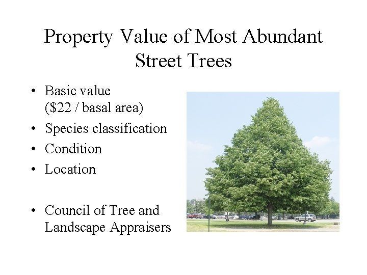 Property Value of Most Abundant Street Trees • Basic value ($22 / basal area)