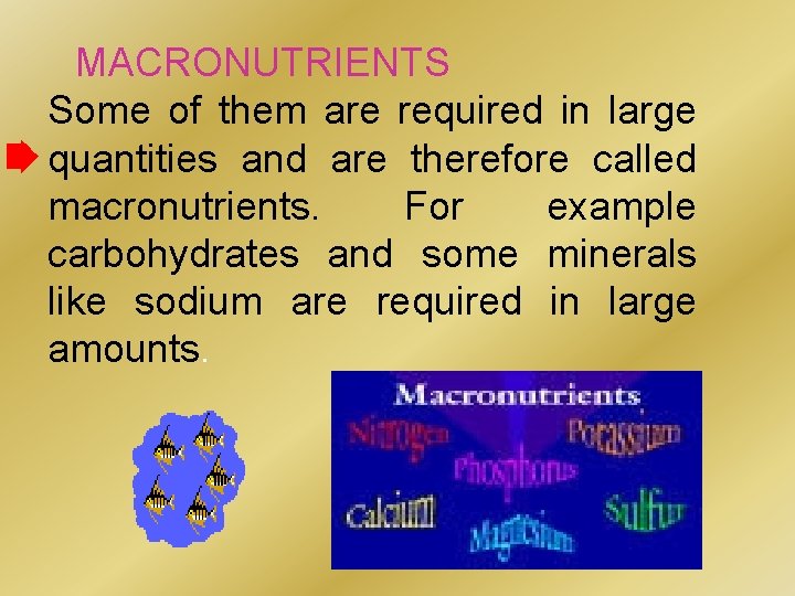 MACRONUTRIENTS Some of them are required in large quantities and are therefore called macronutrients.