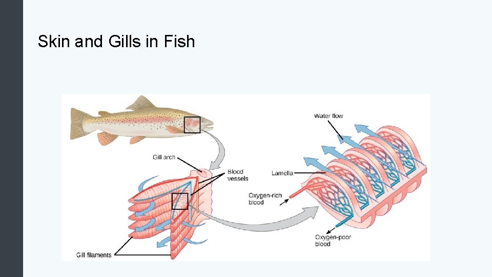 Skin and Gills in Fish 