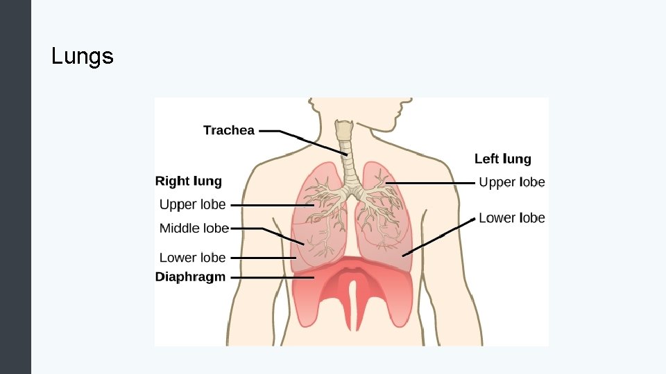 Lungs 