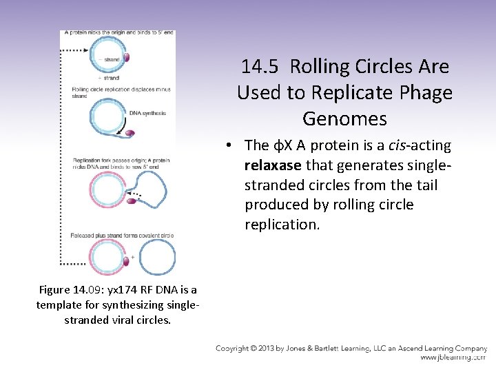 14. 5 Rolling Circles Are Used to Replicate Phage Genomes • The φX A