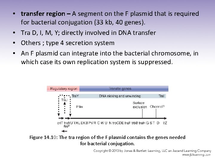  • transfer region – A segment on the F plasmid that is required