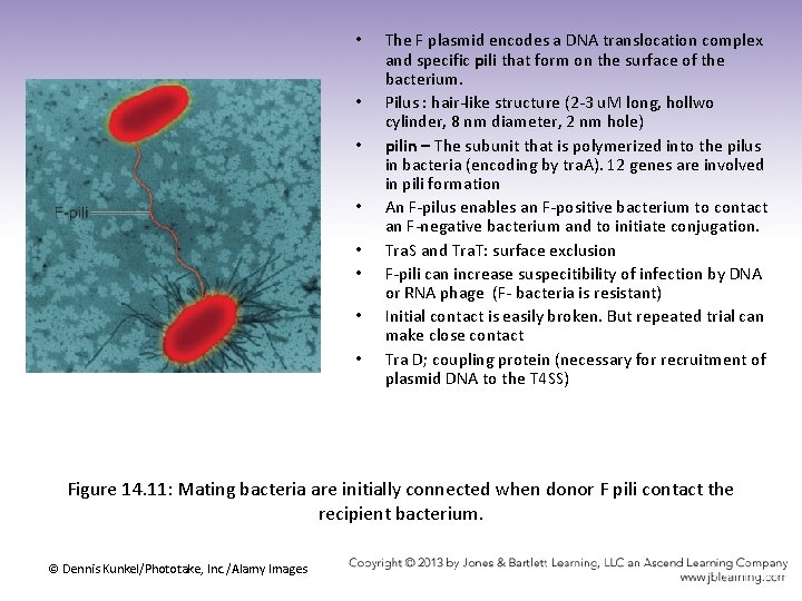  • • The F plasmid encodes a DNA translocation complex and specific pili