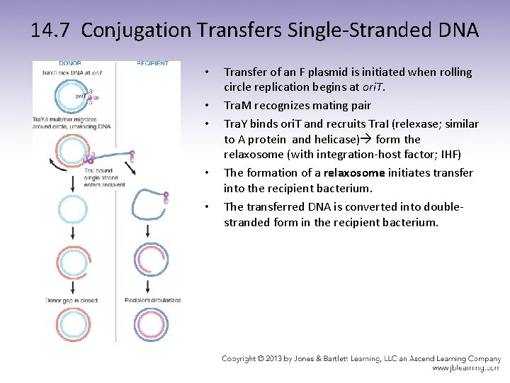 14. 7 Conjugation Transfers Single-Stranded DNA • • • Transfer of an F plasmid