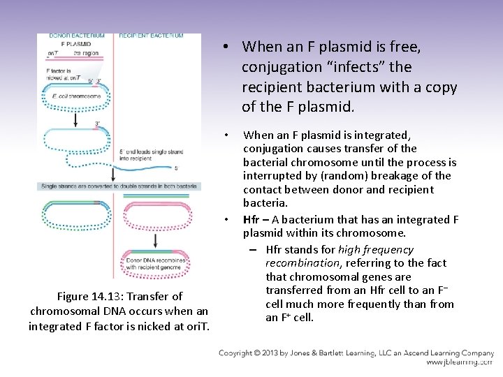  • When an F plasmid is free, conjugation “infects” the recipient bacterium with