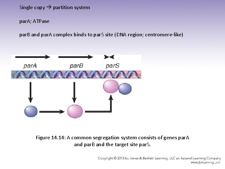 Single copy partition system par. A; ATPase par. B and par. A complex binds