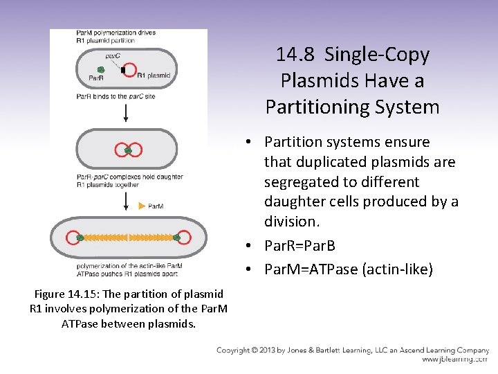 14. 8 Single-Copy Plasmids Have a Partitioning System • Partition systems ensure that duplicated