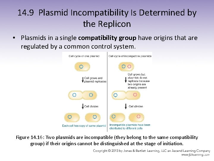 14. 9 Plasmid Incompatibility Is Determined by the Replicon • Plasmids in a single