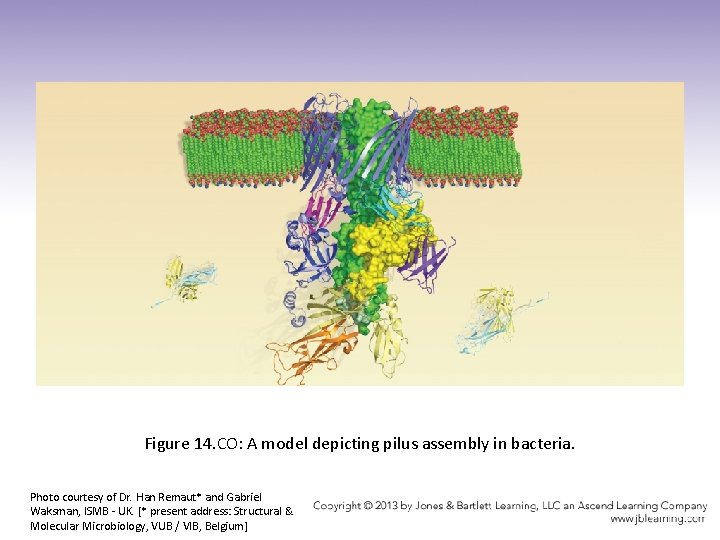Figure 14. CO: A model depicting pilus assembly in bacteria. Photo courtesy of Dr.