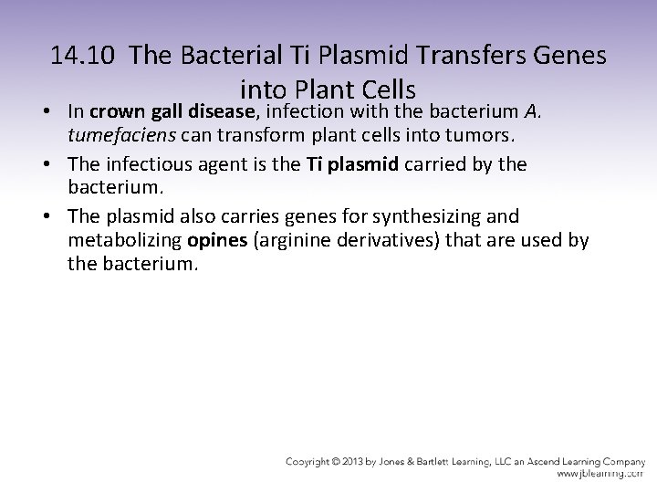 14. 10 The Bacterial Ti Plasmid Transfers Genes into Plant Cells • In crown