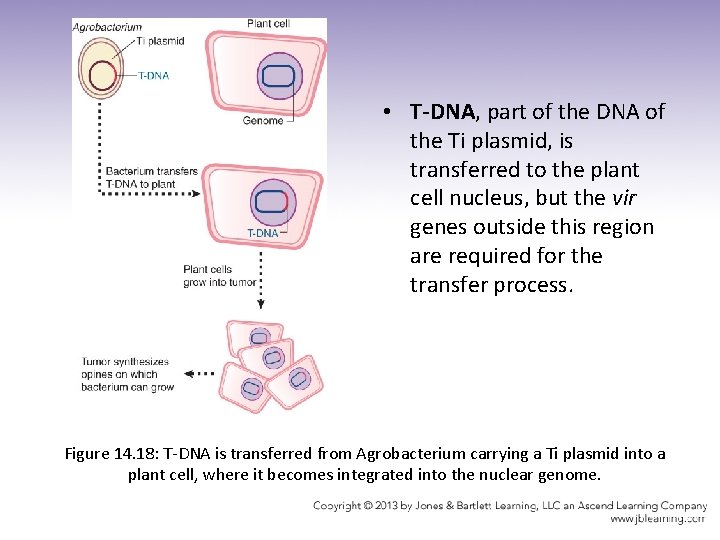  • T-DNA, part of the DNA of the Ti plasmid, is transferred to