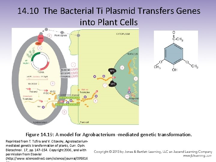 14. 10 The Bacterial Ti Plasmid Transfers Genes into Plant Cells Figure 14. 19: