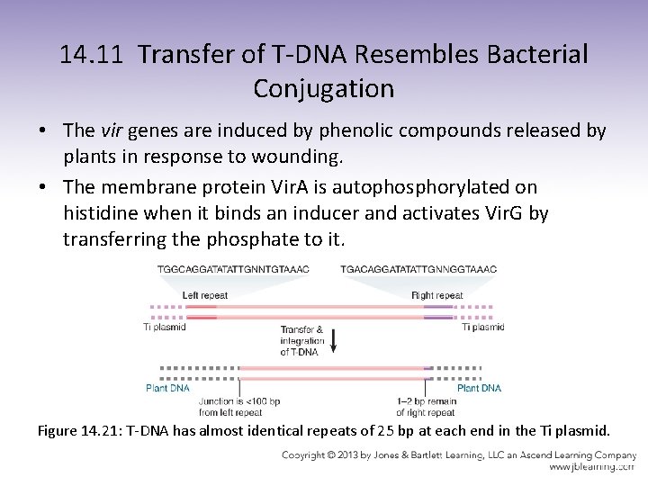 14. 11 Transfer of T-DNA Resembles Bacterial Conjugation • The vir genes are induced