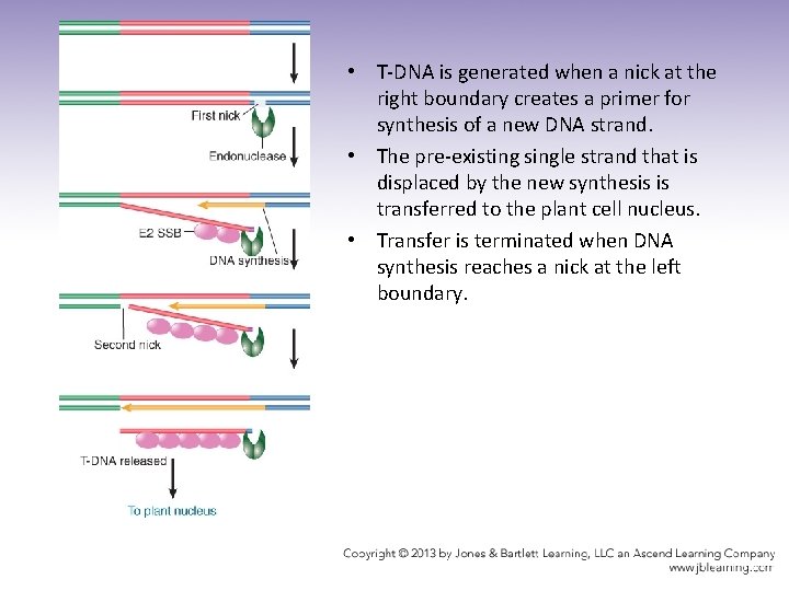  • T-DNA is generated when a nick at the right boundary creates a