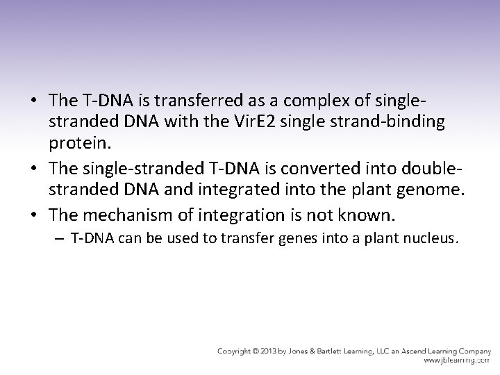  • The T-DNA is transferred as a complex of singlestranded DNA with the