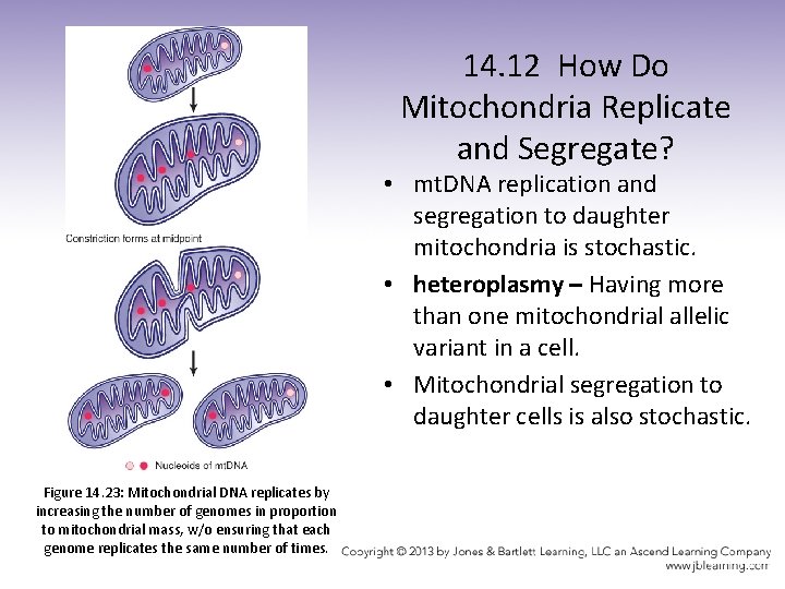 14. 12 How Do Mitochondria Replicate and Segregate? • mt. DNA replication and segregation