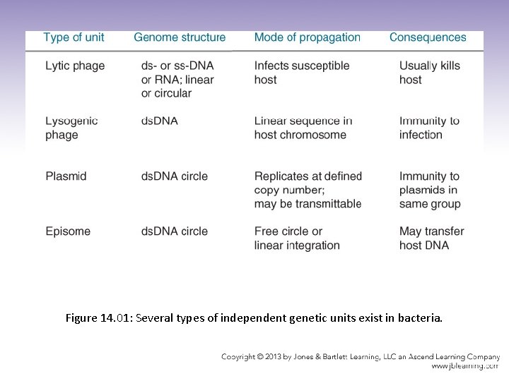 Figure 14. 01: Several types of independent genetic units exist in bacteria. 