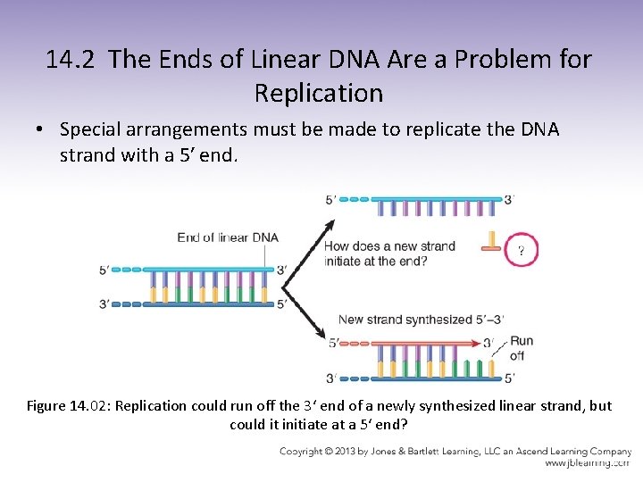 14. 2 The Ends of Linear DNA Are a Problem for Replication • Special