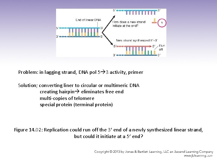 Problem: in lagging strand, DNA pol 5 3 activity, primer Solution; converting liner to