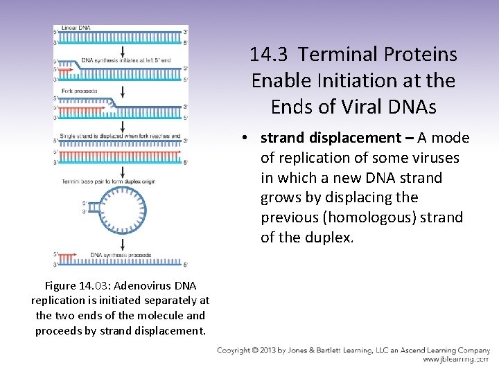 14. 3 Terminal Proteins Enable Initiation at the Ends of Viral DNAs • strand