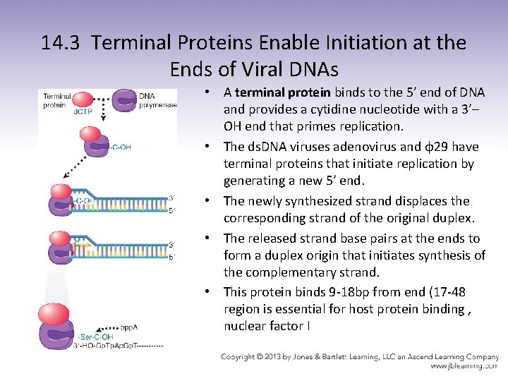 14. 3 Terminal Proteins Enable Initiation at the Ends of Viral DNAs • A