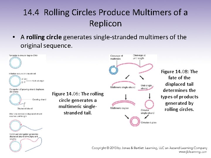 14. 4 Rolling Circles Produce Multimers of a Replicon • A rolling circle generates