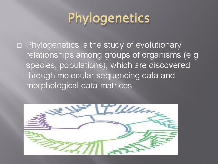 Phylogenetics � Phylogenetics is the study of evolutionary relationships among groups of organisms (e.