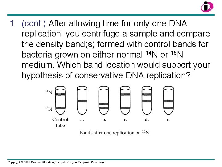 1. (cont. ) After allowing time for only one DNA replication, you centrifuge a