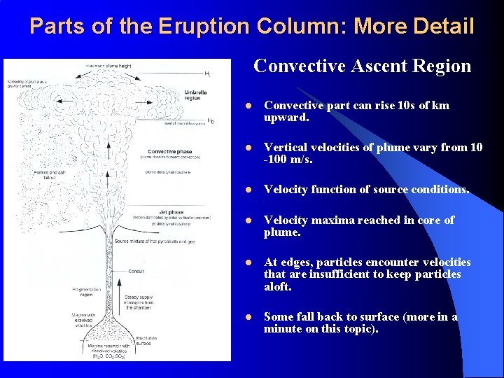 Parts of the Eruption Column: More Detail Convective Ascent Region l Convective part can
