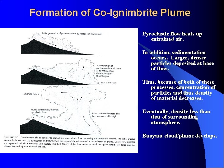 Formation of Co-Ignimbrite Plume Pyroclastic flow heats up entrained air. In addition, sedimentation occurs.