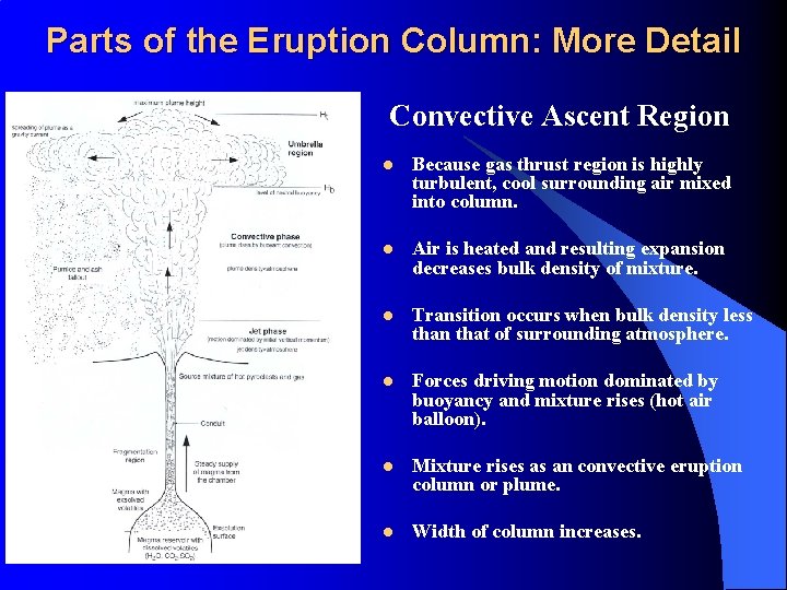 Parts of the Eruption Column: More Detail Convective Ascent Region l Because gas thrust