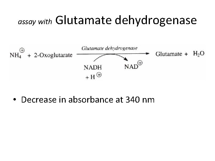 assay with Glutamate dehydrogenase • Decrease in absorbance at 340 nm 
