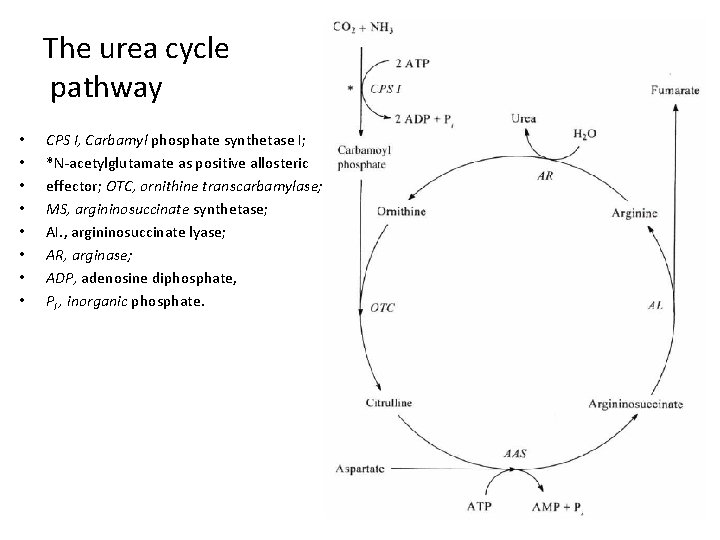 The urea cycle pathway • • CPS I, Carbamyl phosphate synthetase I; *N-acetylglutamate as