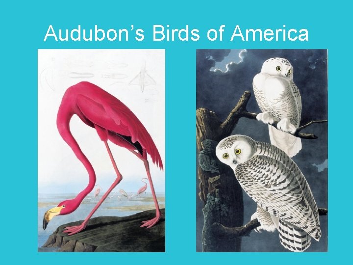 Audubon’s Birds of America 